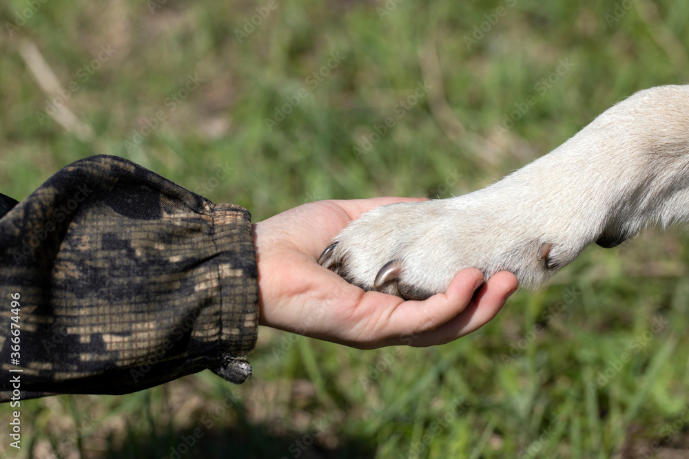 Handshake of dog paw as sign of man trust in animal. dog is friend of child.