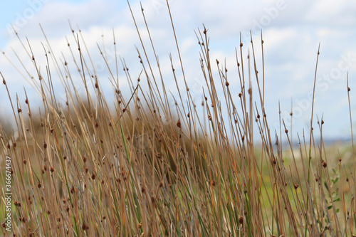 Long grass stalks with sky background landscape. Schoenus nigricans. Silver Beach Sydney