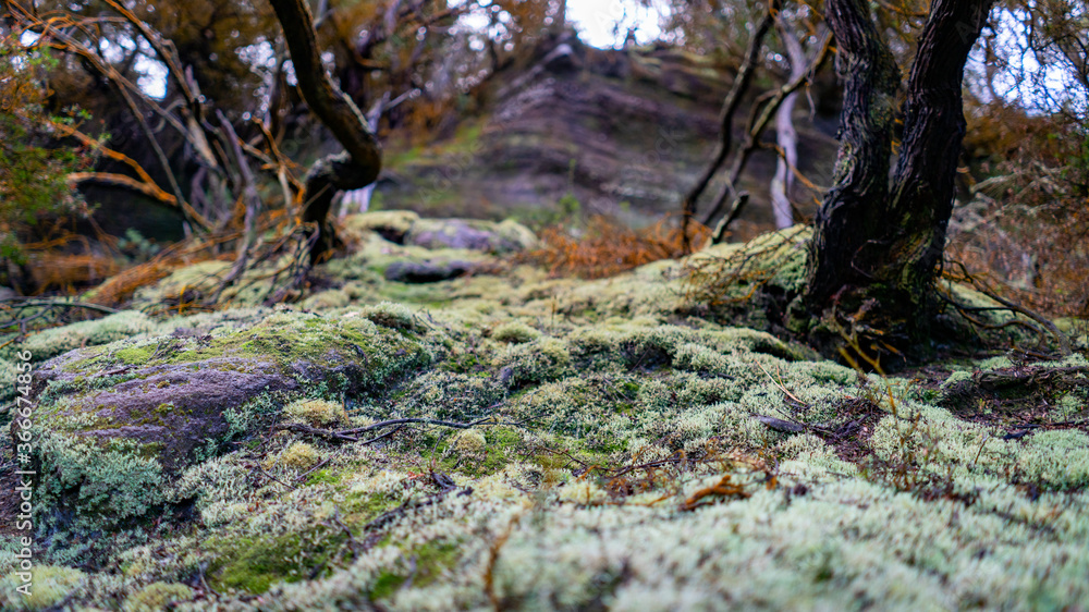 Close up of moss growing on rocks in the forest Close up of moss growing on rocks in the forest