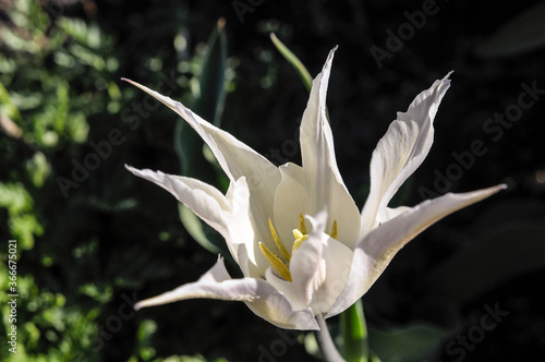 Fototapeta Naklejka Na Ścianę i Meble -  Tulipan biały