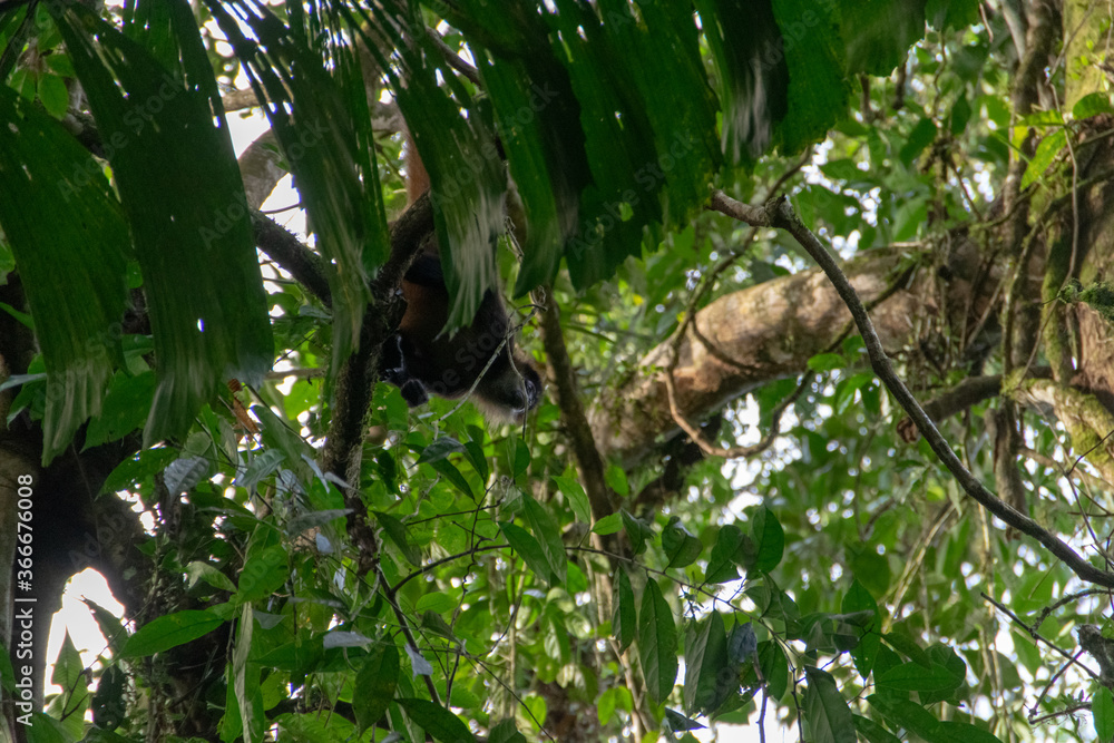 spider monkey in Costa Rica.