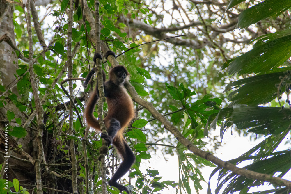 Fototapeta premium spider monkey in Costa Rica.