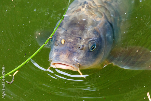 Swimming fish in lake in park