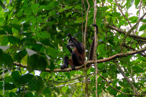 spider monkey in Costa Rica.