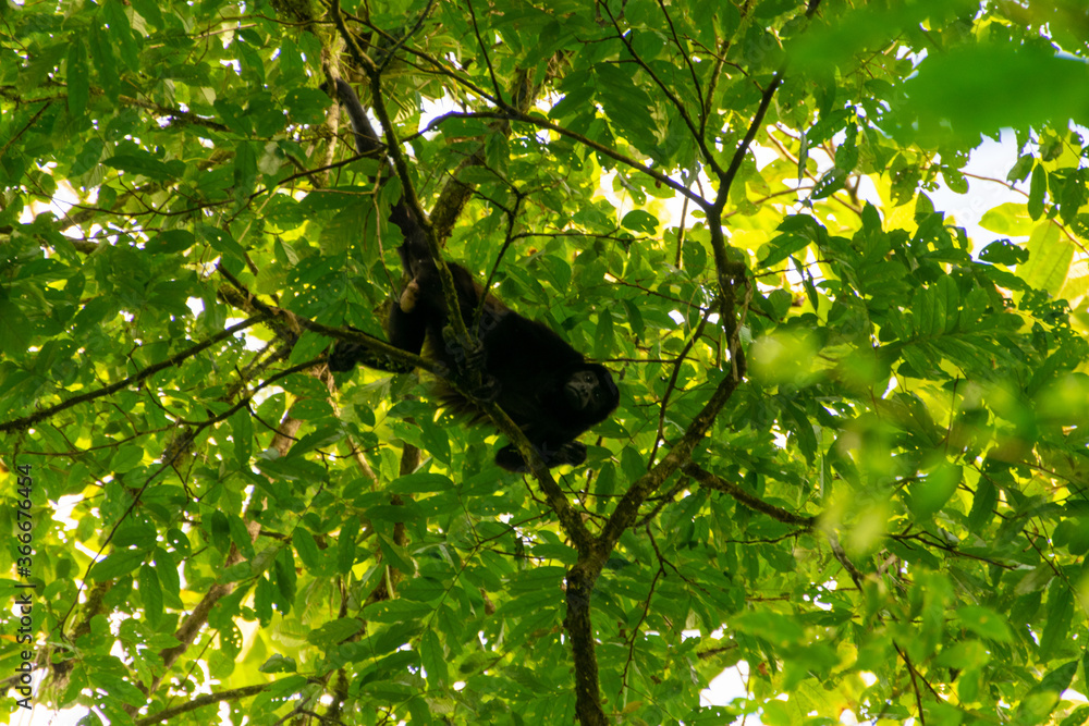 Howler monkey in Costa Rica. Howler monkey in Costa Rica.