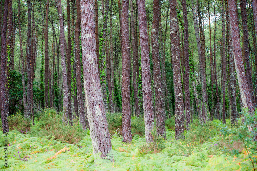 Obraz premium magnificent landscapes of the Landes forest in the south west of France