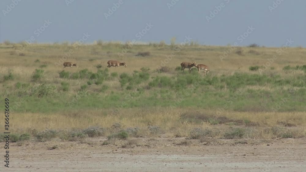 Kalmykia, nature reserve. A herd of saigas on a dry salt lake. Kalmykia, nature reserve. A herd of saigas on a dry salt lake.