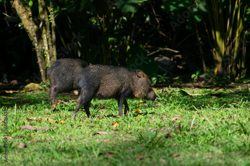 Wild boar in Costa Rica. Peccary. Tayassu tajacui