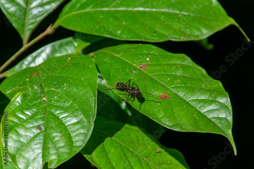 Ants in Costa Rica. Bulldog Ant