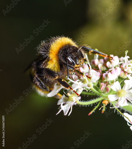 bumblebee © Pavel