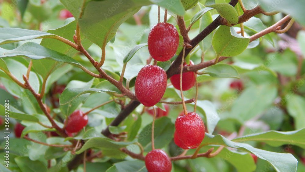 Obraz premium red gumi berries on a branch 