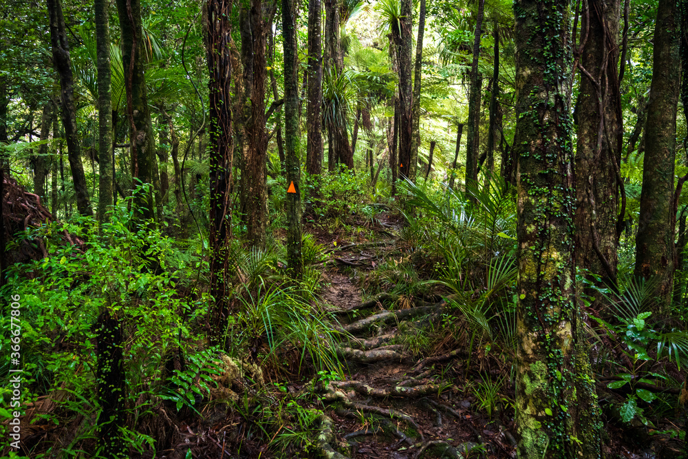 Forest trail in Dome Forest (New Zealand) Forest trail in Dome Forest (New Zealand)