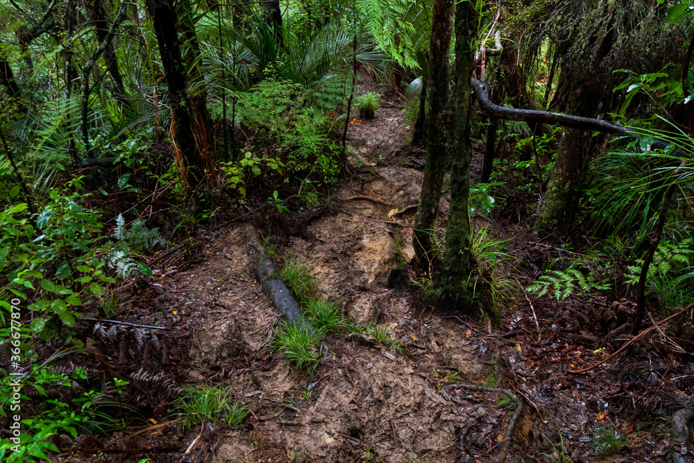 Muddy forest trail in Dome Forest (New Zealand) Muddy forest trail in Dome Forest (New Zealand)