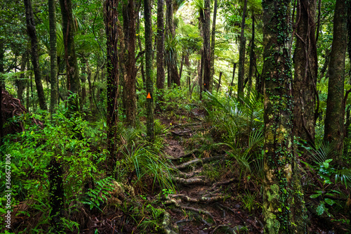 Wallpaper Mural Forest trail in Dome Forest (New Zealand) Torontodigital.ca