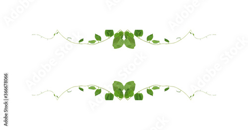 Green leaves nature frame border of devil's ivy or golden pothos the tropical foliage plant on white background