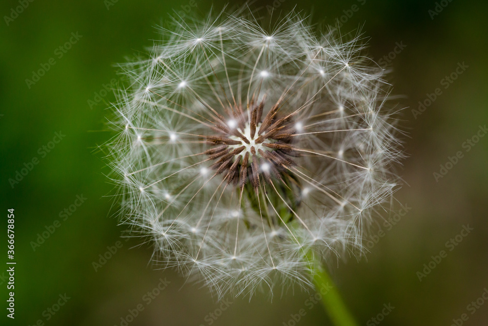 Fototapeta premium Close up Dandelion Views