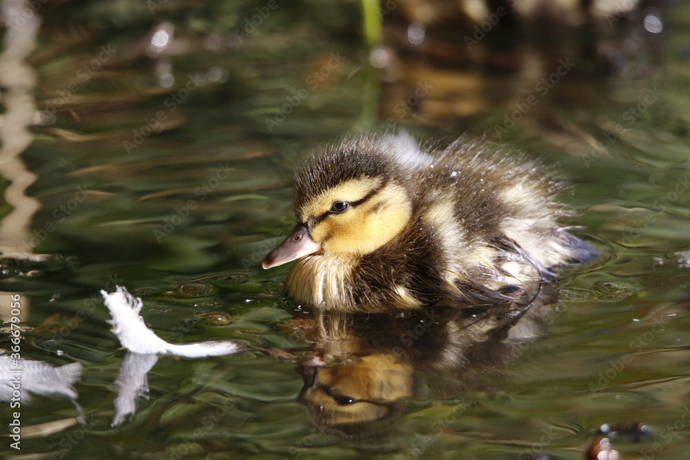 Mallard ducklings out exploring the river Mallard ducklings out exploring the river
