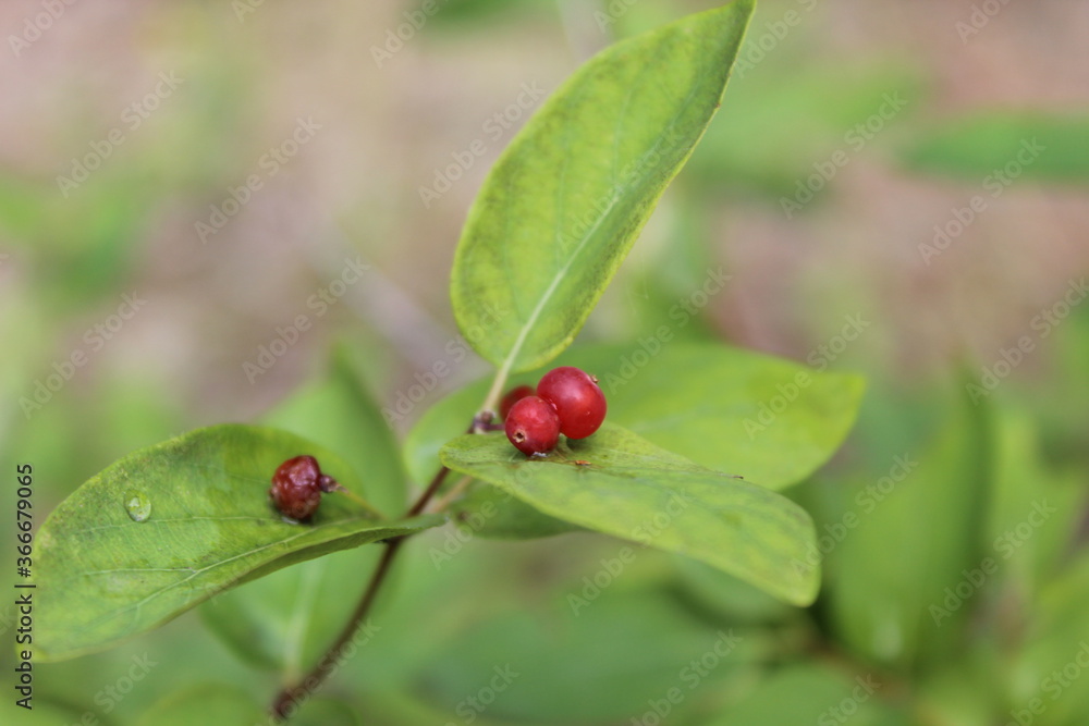 ladybird on a leaf ladybird on a leaf