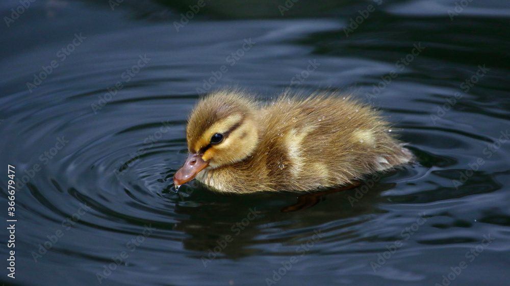 Mallard ducklings out exploring the river Mallard ducklings out exploring the river