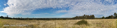 Beautiful panoramic view of a park with wild grass  tall trees in the background and a deep blue puffy sky  Rouse Hill Regional Park  Rouse Hill  New South Wales  Australia