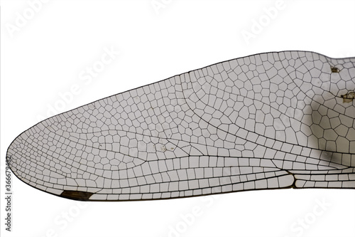 Wings of a dragonfly close up, isolated on white © Henk Vrieselaar