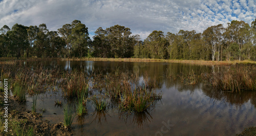 Beautiful panoramic view of a pond with wild grass, tall trees in the background and a deep blue puffy sky, Rouse Hill Regional Park, Rouse Hill, New South Wales, Australia