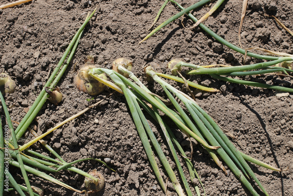 Obraz premium Green onions grow on an earthen bed in a vegetable garden