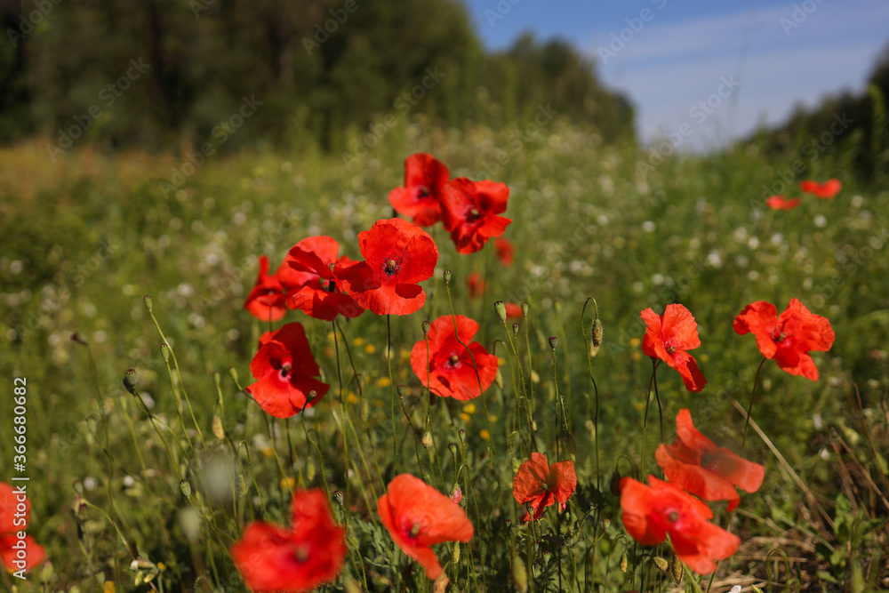 Naklejka premium Red poppies on green field, sky and clouds