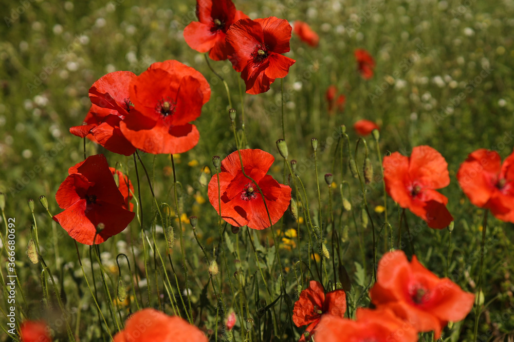 Poppies on the field, close-up, sunset. Poppies on the field, close-up, sunset.
