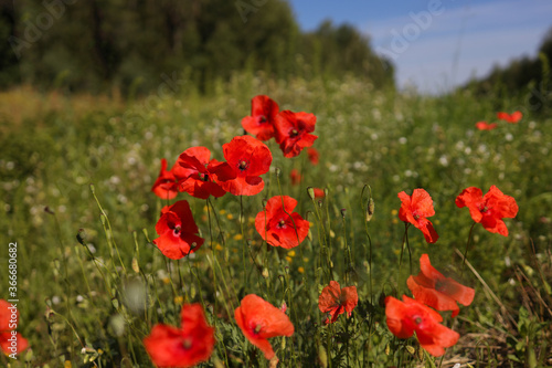 Red poppies on green field, sky and clouds