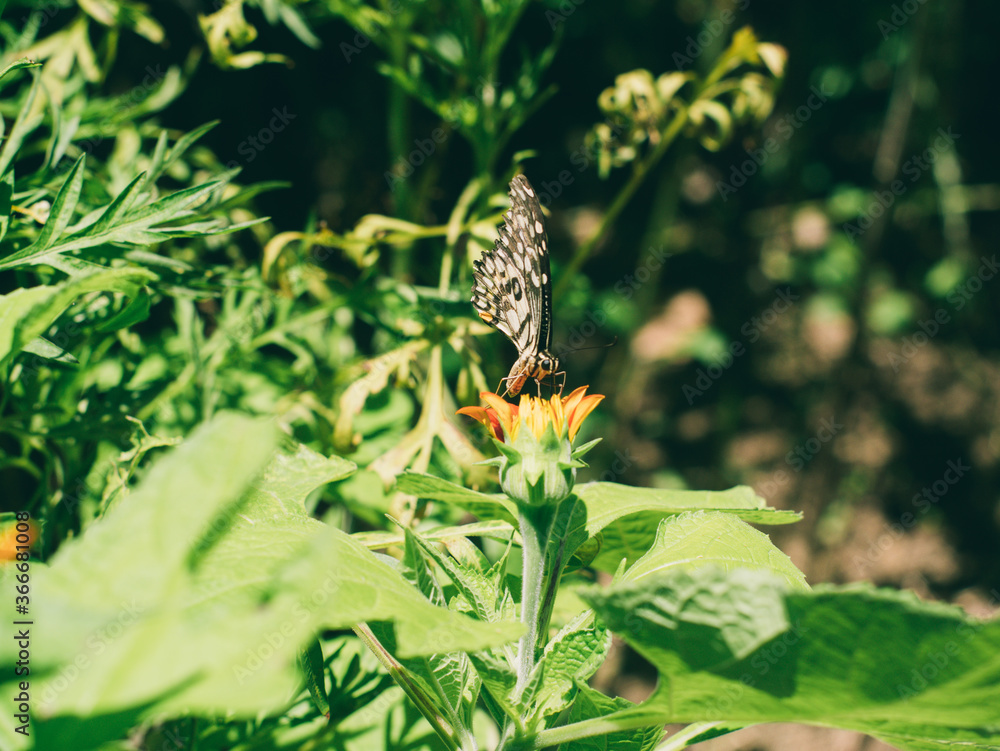 The tropical butterfly flied to perch and suck the nectar or honey from orange zinnia flowers for its food. The tropical butterfly flied to perch and suck the nectar or honey from orange zinnia flowers for its food.
