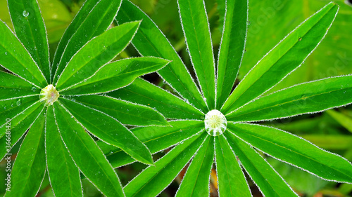 Dewdrop on a green leaf. Leaves with a drop of rain macro.