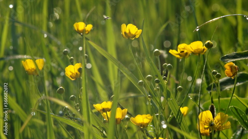 meadow with flowers and flying insects