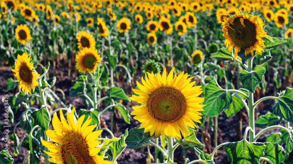 Yellow field of summer sunflowers against a light