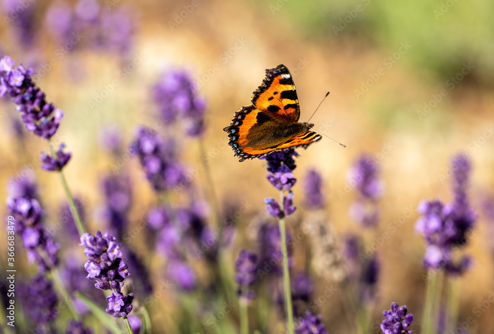 Fototapeta premium Colorful Butterfly on the blooming lavender flowers