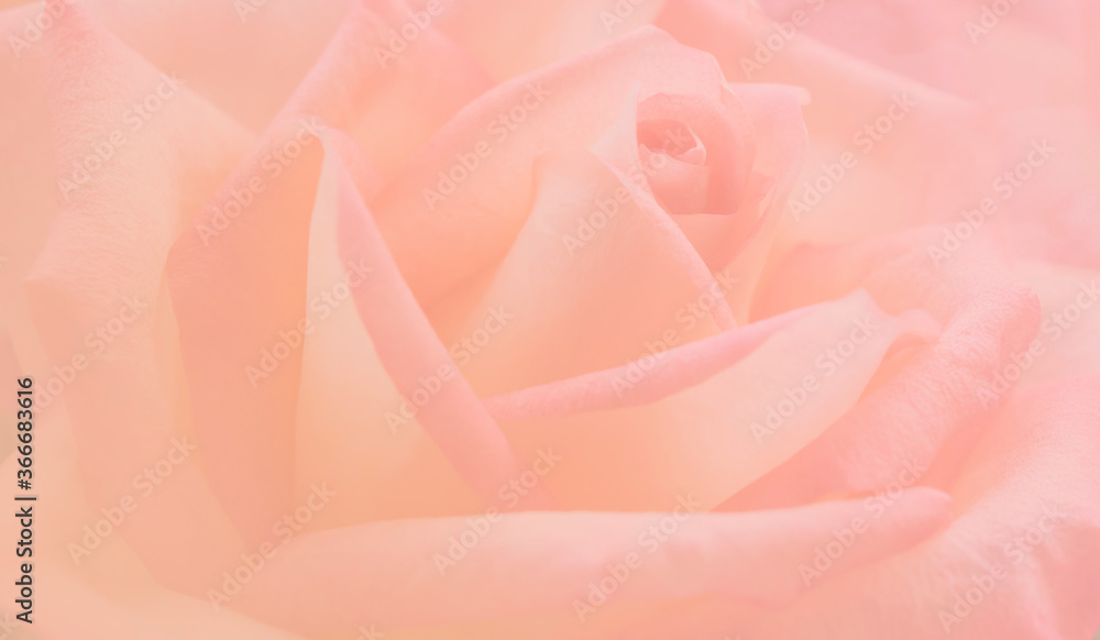 Blooming sweet pink and orange roses texture background Blooming sweet pink and orange roses texture background