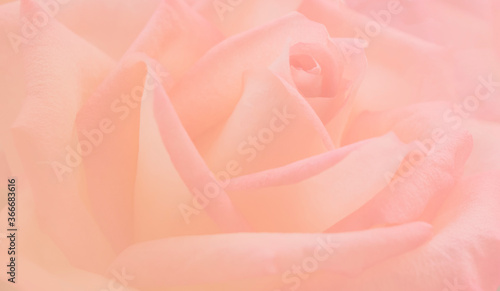 Blooming sweet pink and orange roses texture background