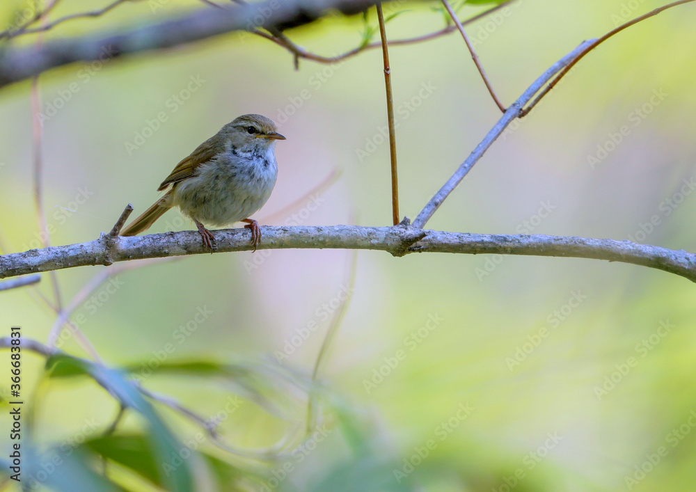 Obraz premium 地味なウグイス