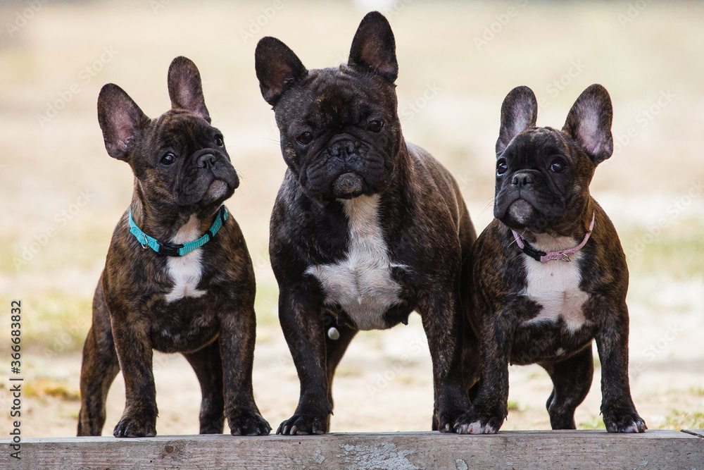 Group portrait of dogs.French bulldog