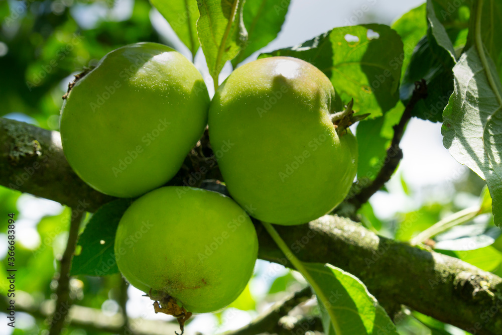 Äpfel am Baum (Malus), Nordrhein-Westfalen, Deutschland, Europa Äpfel am Baum (Malus), Nordrhein-Westfalen, Deutschland, Europa