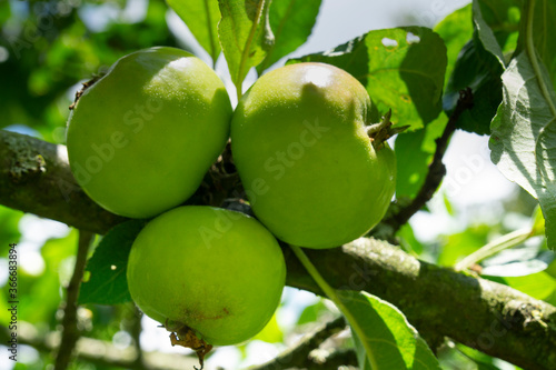Äpfel am Baum (Malus), Nordrhein-Westfalen, Deutschland, Europa
