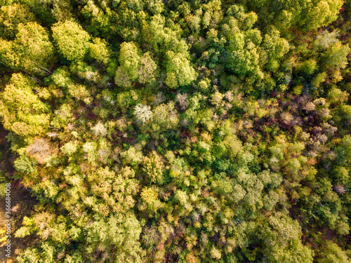 Beautiful bird s eye view drone landscape image during Autumn Fall of vibrant forest woodland. Autumn forest at sunrise, view from above