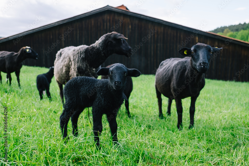 Schwarzes Lamm mit Familie auf der Weide Schwarzes Lamm mit Familie auf der Weide
