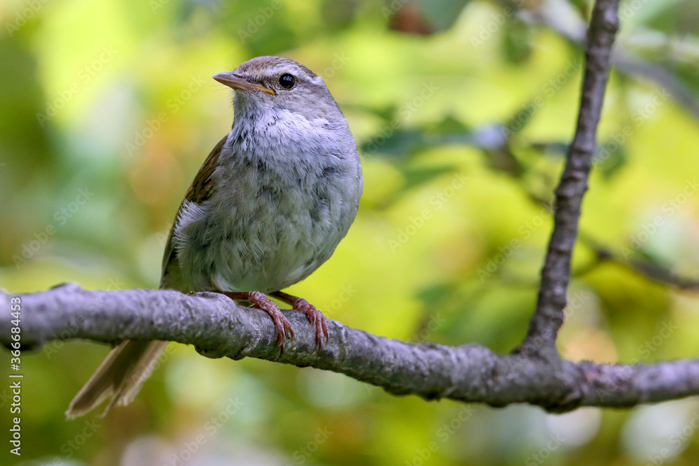 Obraz premium 地味なウグイス