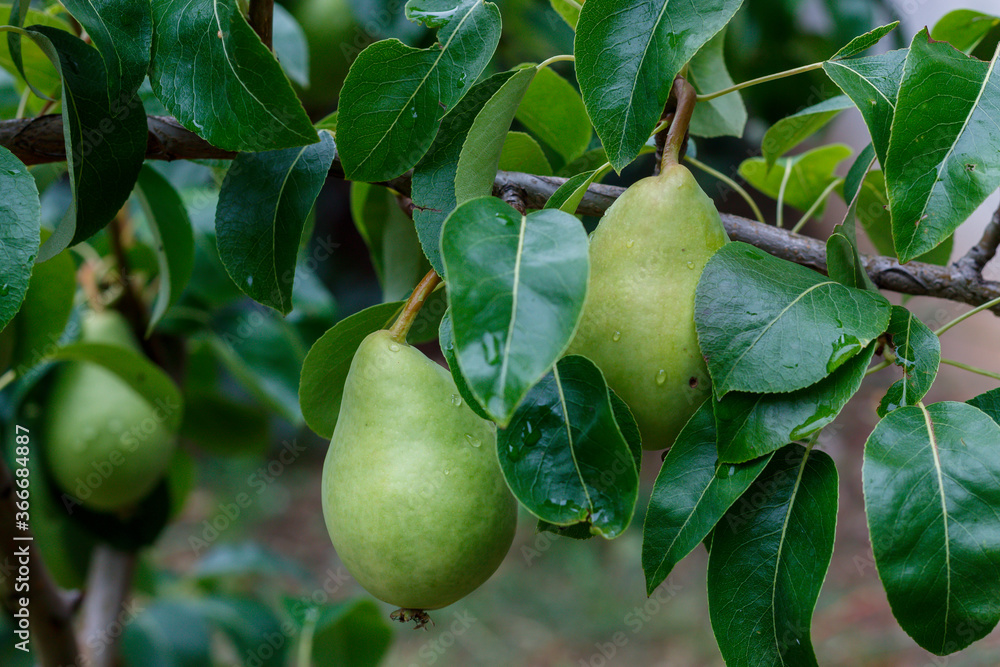 Close Up Pear Branch With Waterdrops on Fruits Close Up Pear Branch With Waterdrops on Fruits