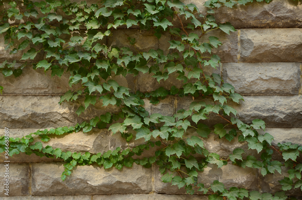 Brick building . Plant on a rock. Back background. Nature. Tbilisi, Georgia 20 July 2020 Brick building . Plant on a rock. Back background. Nature. Tbilisi, Georgia 20 July 2020