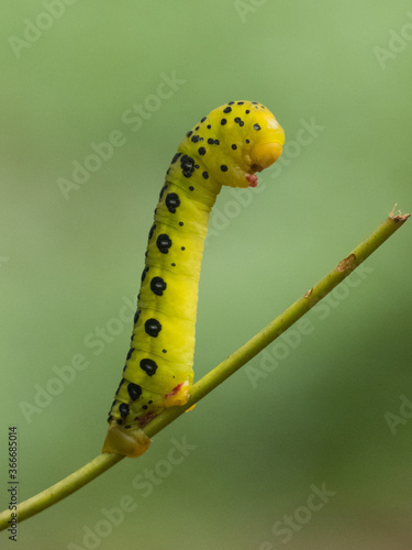 Four O'clock Moth (Dysphania fenestrata) Caterpillar