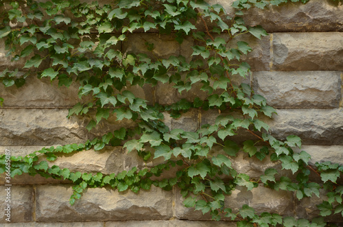 Brick building . Plant on a rock. Back background. Nature. Tbilisi, Georgia 20 July 2020