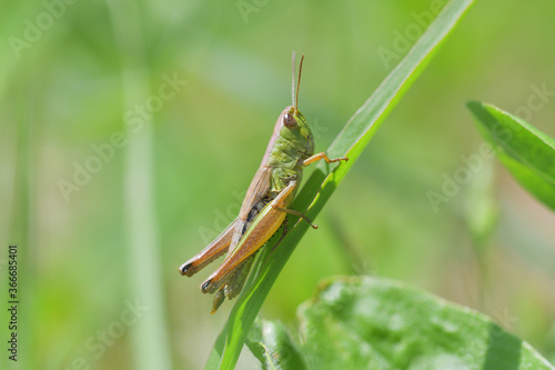 The meadow grasshopper crawling on green leaf macro photo © Pavol Klimek