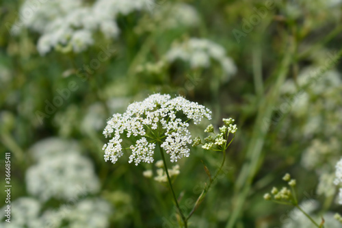 Photography Common burnet saxifrage